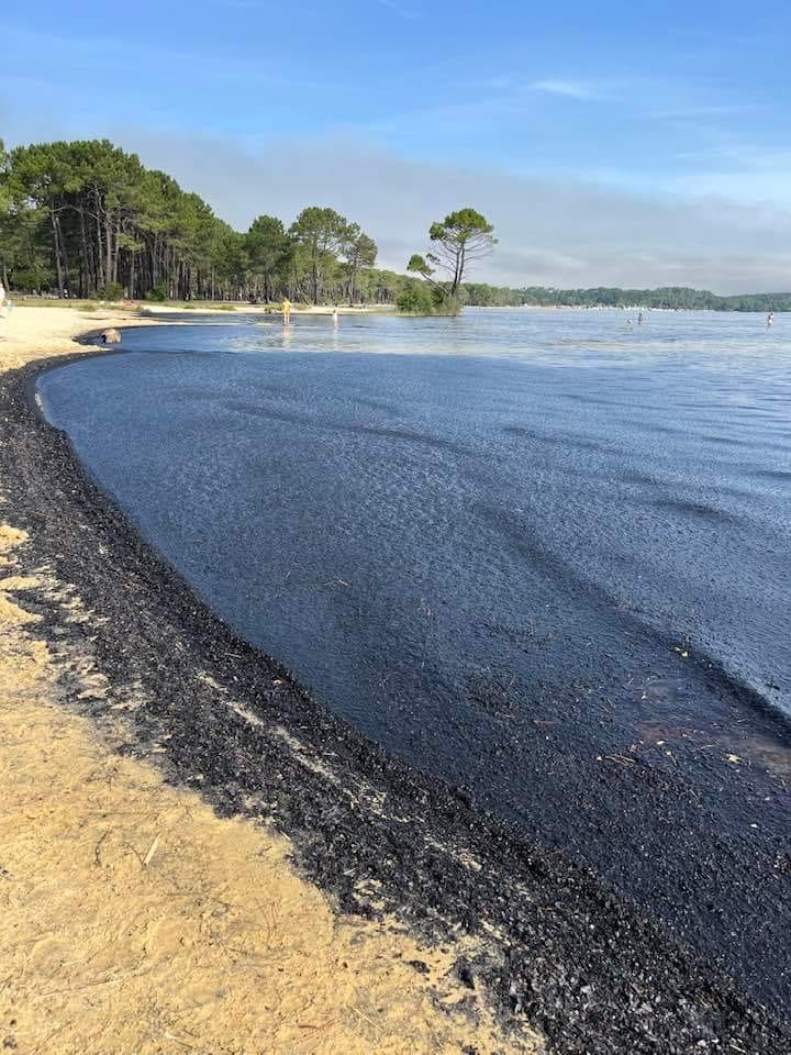 Thibaud_GdB's tweet photo. La plage de Maguide à Biscarrosse-Lac envahie par les cendres 😭😢 #incendies #landiras #cazaux https://t.co/2SQoHaxaoF