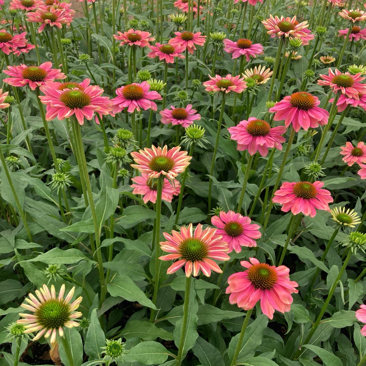 MarshallsSeeds's tweet photo. #PlantFocus - Echinacea Evolution! These plants are looking beautiful in our nursery and are just starting to change colour!🤩The flowers transform from red-orange to purple-red as they age, making a beautiful ever-changing display🌱
Get yours now: https://t.co/uPzWozawuL https://t.co/bMu9WKz0a6