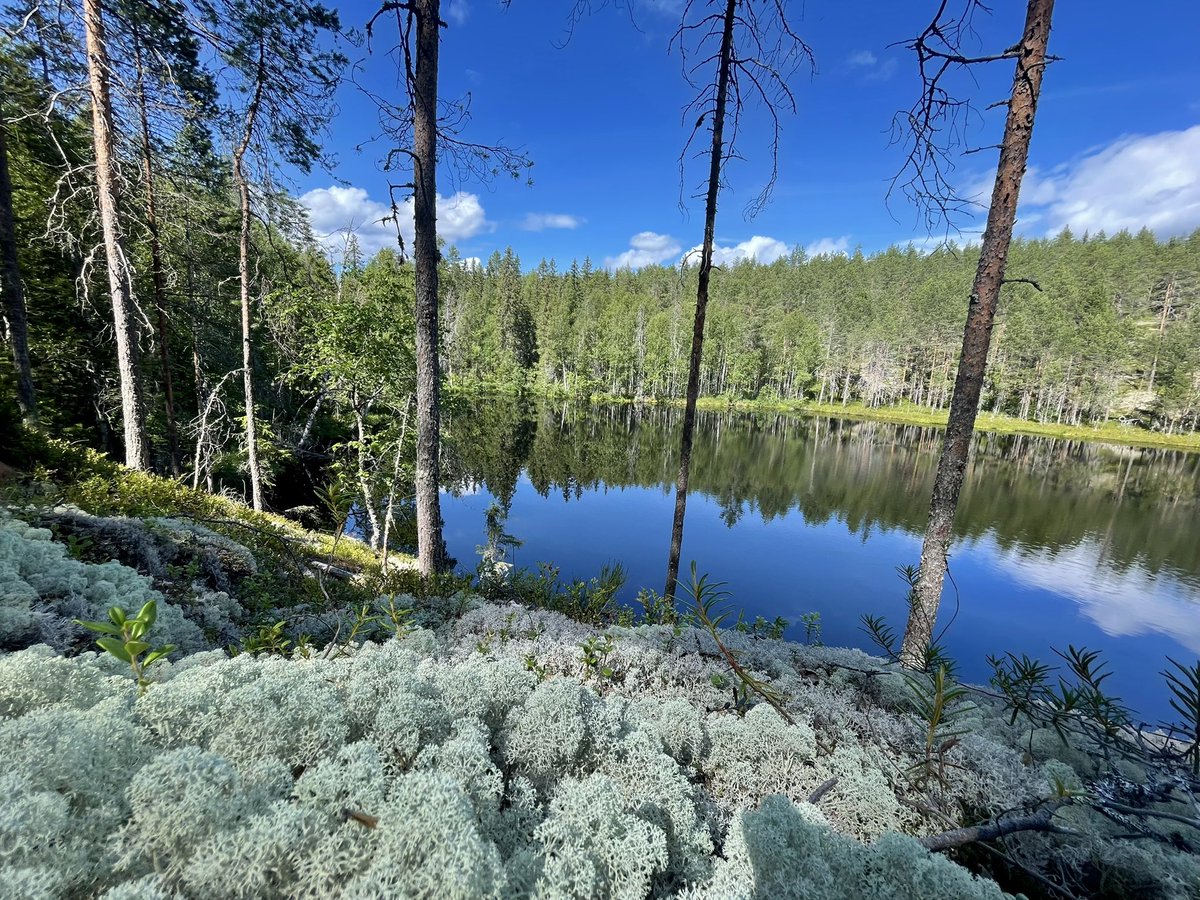VPonwireless's tweet photo. Incredibly beautiful scenery in Kolovesi National Park, Finland. https://t.co/kvEO00yj1H