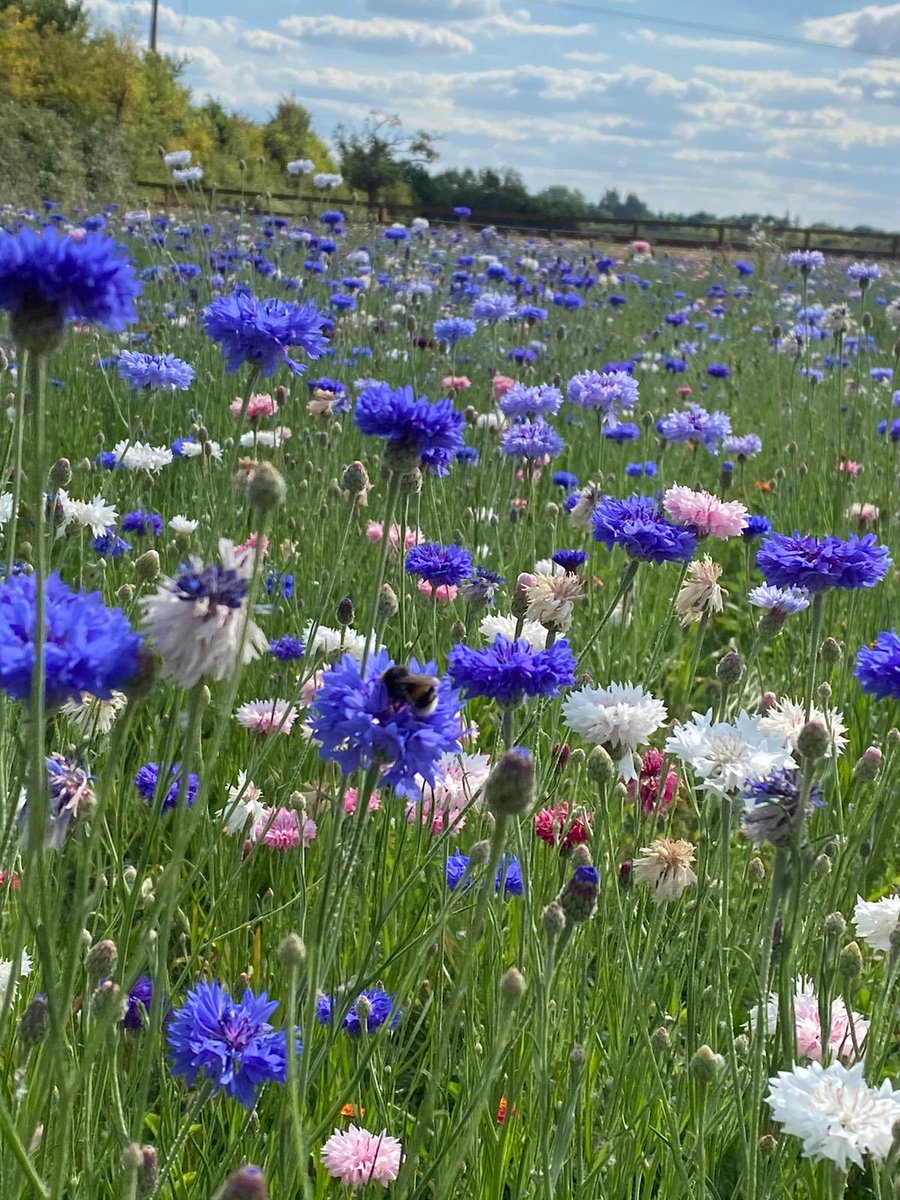 Broadwellstud's tweet photo. Not bad result for year 1 of our little meadow project 🐝🐝#fromsmallbeginnings https://t.co/FlhcprczZG