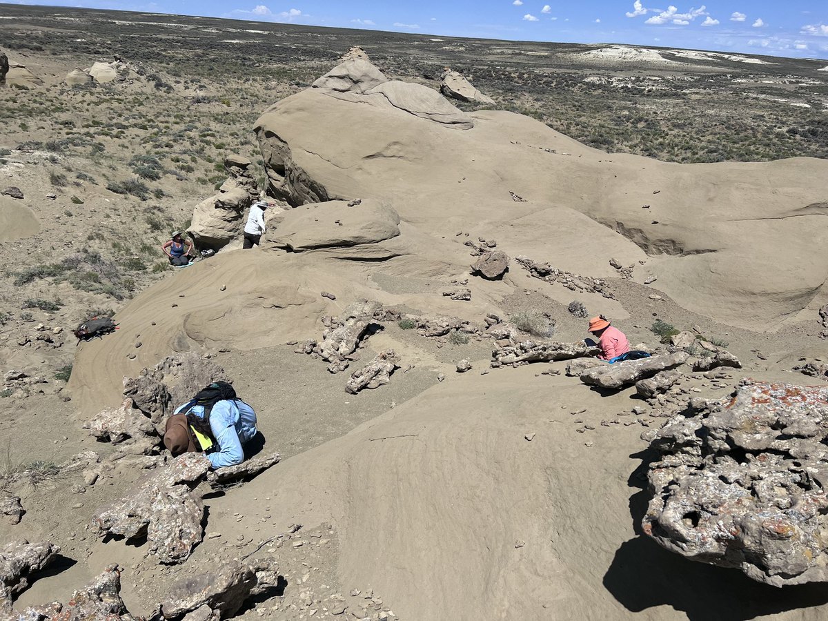 Robert Anemone tweet media