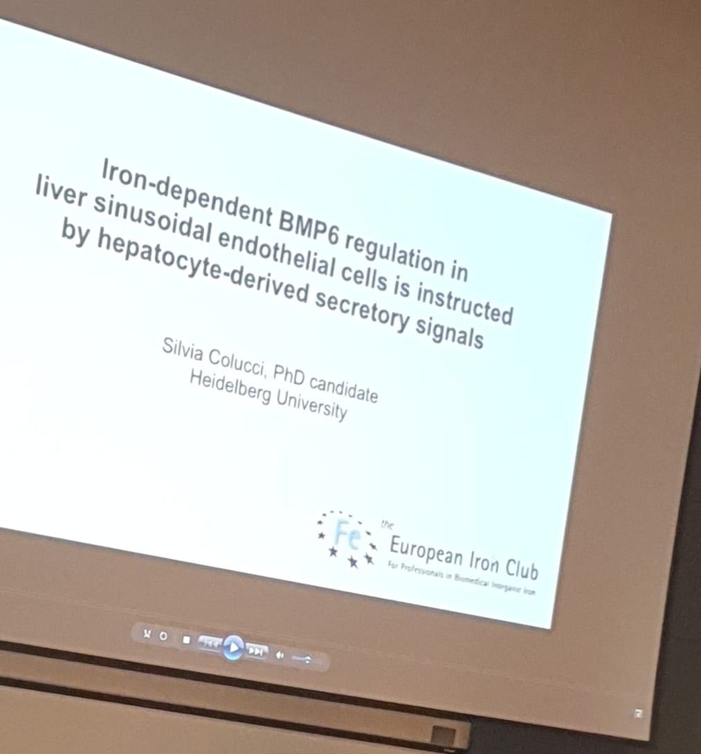 Great session on the role of LSEC in the regulation of the BMP6-hepcidin axis #EiC2022. Honoured to have contributed.....although remotely.