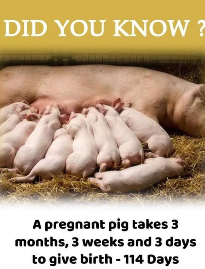 FarhillPig's tweet photo. https://t.co/tyQGN3ABTu