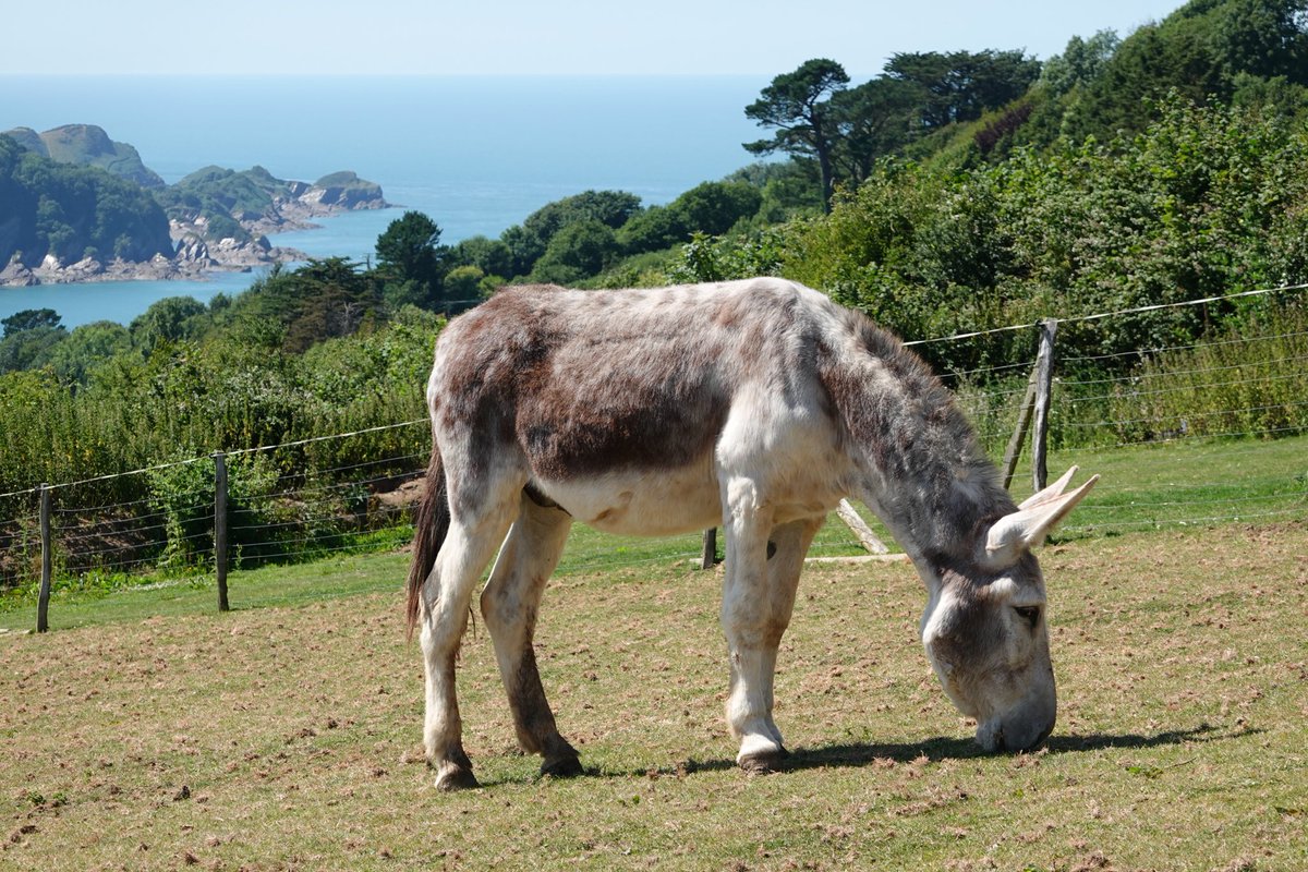 dinky_donks's tweet photo. Donkeys have a very tough digestive system that can break down almost inedible vegetation &amp; at the same time extract &amp; save as much moisture as possible! https://t.co/UutvDef4C6