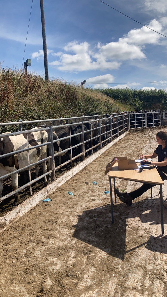 Phenomenal views overlooking Stackpole Quay whilst installing 1,200 ABS Breeder Tags <a href="/GenusABS/">Genus ABS</a>