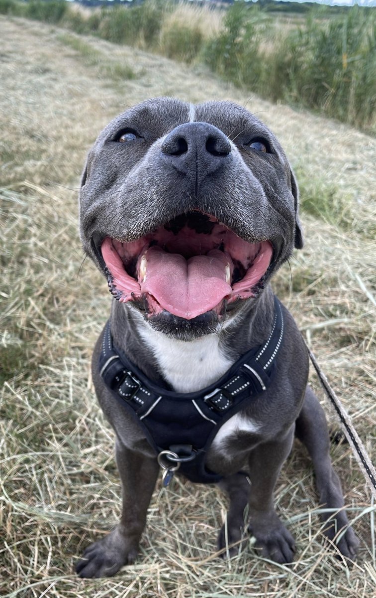 ReggieUgc's tweet photo. Just a happy boy!🐶🌾

#staffordshirebullterrier #petUGC #UGCcommunity https://t.co/LMEpOAFPCN