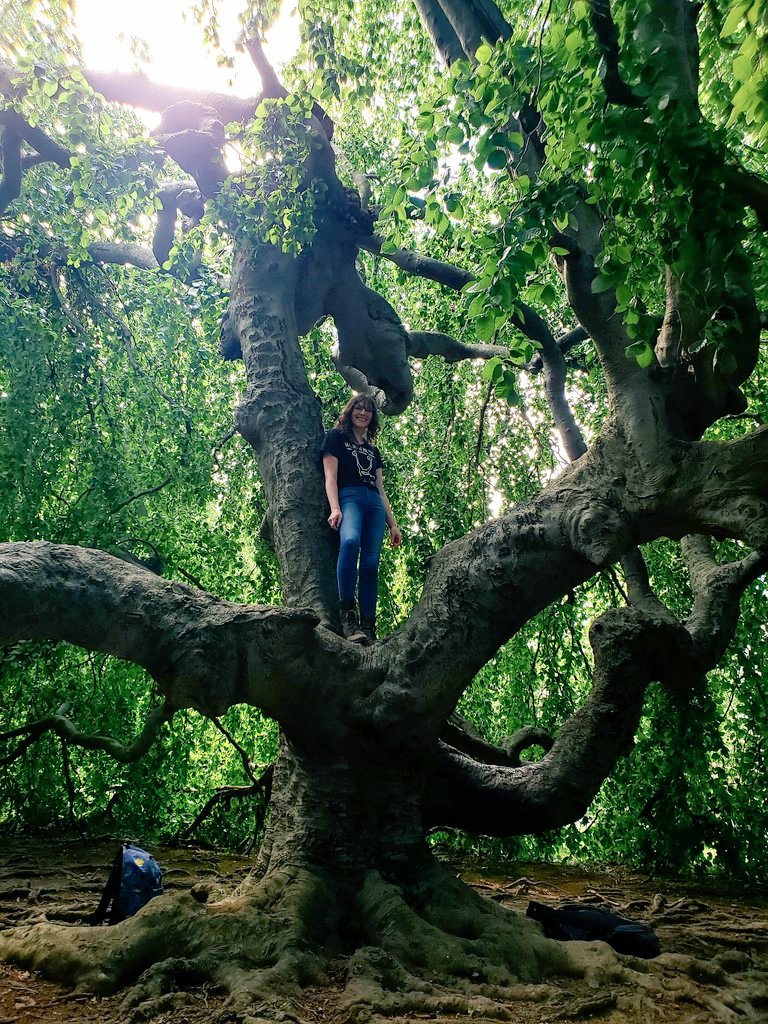 mwbrooke's tweet photo. kenyon college's magical "upside-down tree" 💚 https://t.co/RmpzJ1sHdO