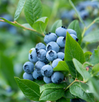 cfax1070's tweet photo. A reason to visit your favorite farm stand: Today is BC Blueberry Day, kicking off #GoBlueBC #yyj https://t.co/dAwhiJBuBn