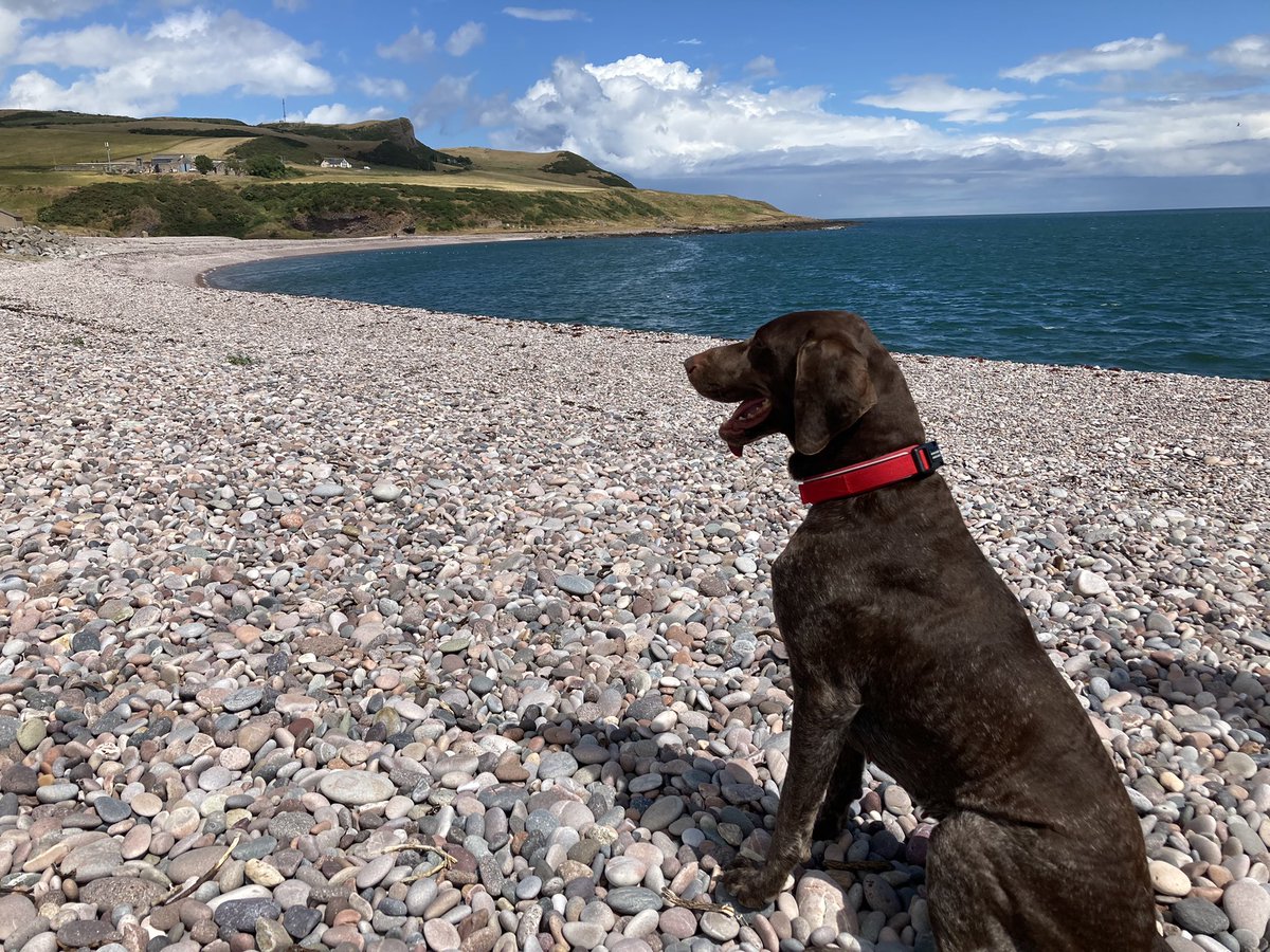 von_pup_towers's tweet photo. Another day, another beachy. This time itโsโฆ. *quickly checks AA Book of the Road*โฆ.Inverbervie ๐#undiscoveredscotland #beachtomyself https://t.co/YQXxac7MYX