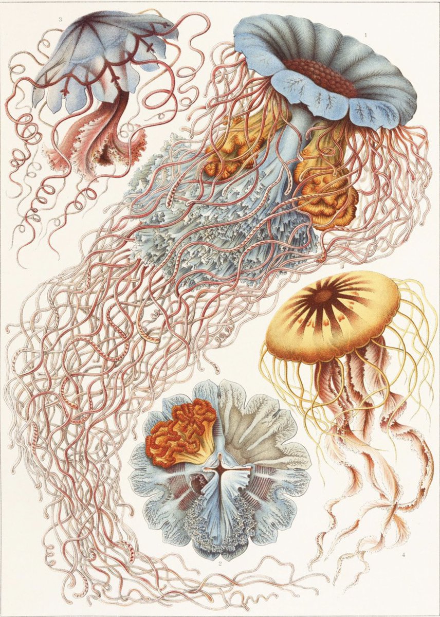 Ernst Haeckel - Desmonema annasethe from the Cnidarians volume of Art Forms in Nature, 1899–1904, plate 8