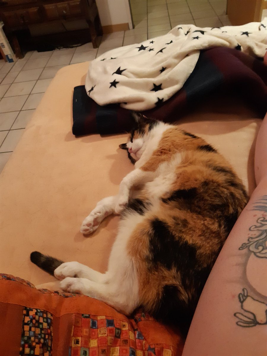 Jetzt ist sie fast schon 2 Monate hier. Und ich habe noch nie einen so dankbaren Charakterkopf erlebt. Fundtiere verdienen immer ihre Chance. #AdoptDontShop