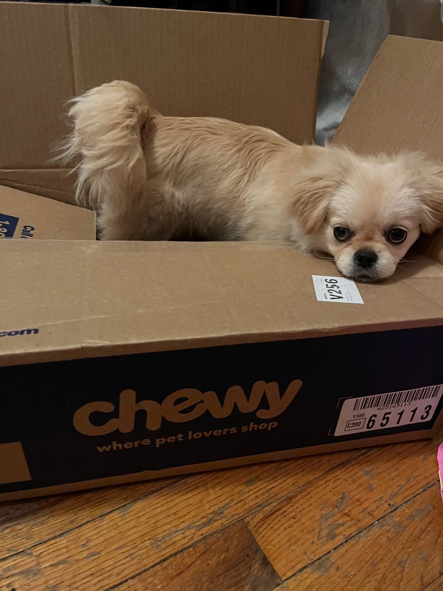 lanaenchanted's tweet photo. @Chewy thanks for the puppy food! Calliope, a rescue Pekingese is 5 months old! 💗💗#AdoptDontShop #PetsBringUsTogether #pekingese #rescuepuppy https://t.co/ey5Zj8CLOk