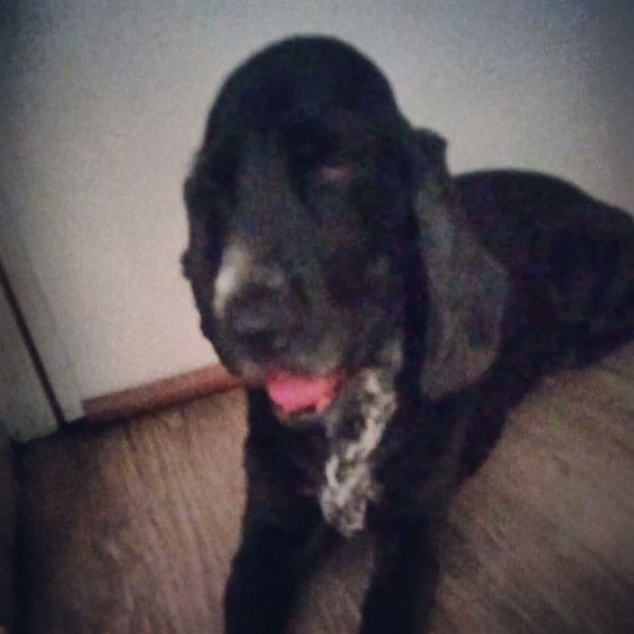 Salva Iborra tweet media