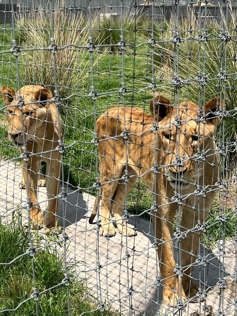 azcarmx's tweet photo. Desde el 24 de junio interpusimos la denuncia penal en contra de #BlackJaguar por el abandono y maltrato de casi 200felinos.
Han pasado 21días:
⭕️Aún no detienen al responsable.
⛔️No han autorizado el  traslado de los ejemplares.
🚫Ya no permiten ingresar a nuestros veterinarios. https://t.co/wod84Jcdh2
