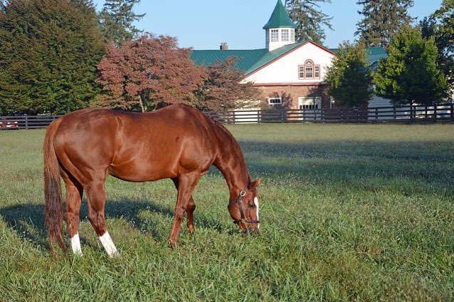 Ramsey_Farm's tweet image. It is with great sadness we announce the passing of our cherished Kitten’s Joy.