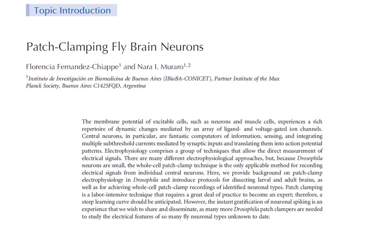 Have you always wished to explore the electrical properties of tiny fly neurons but never dared to patch-clamp them? Have a look at our recent series of protocol papers with plenty of practical advice on how to make it happen! pubmed.ncbi.nlm.nih.gov/35798467/
