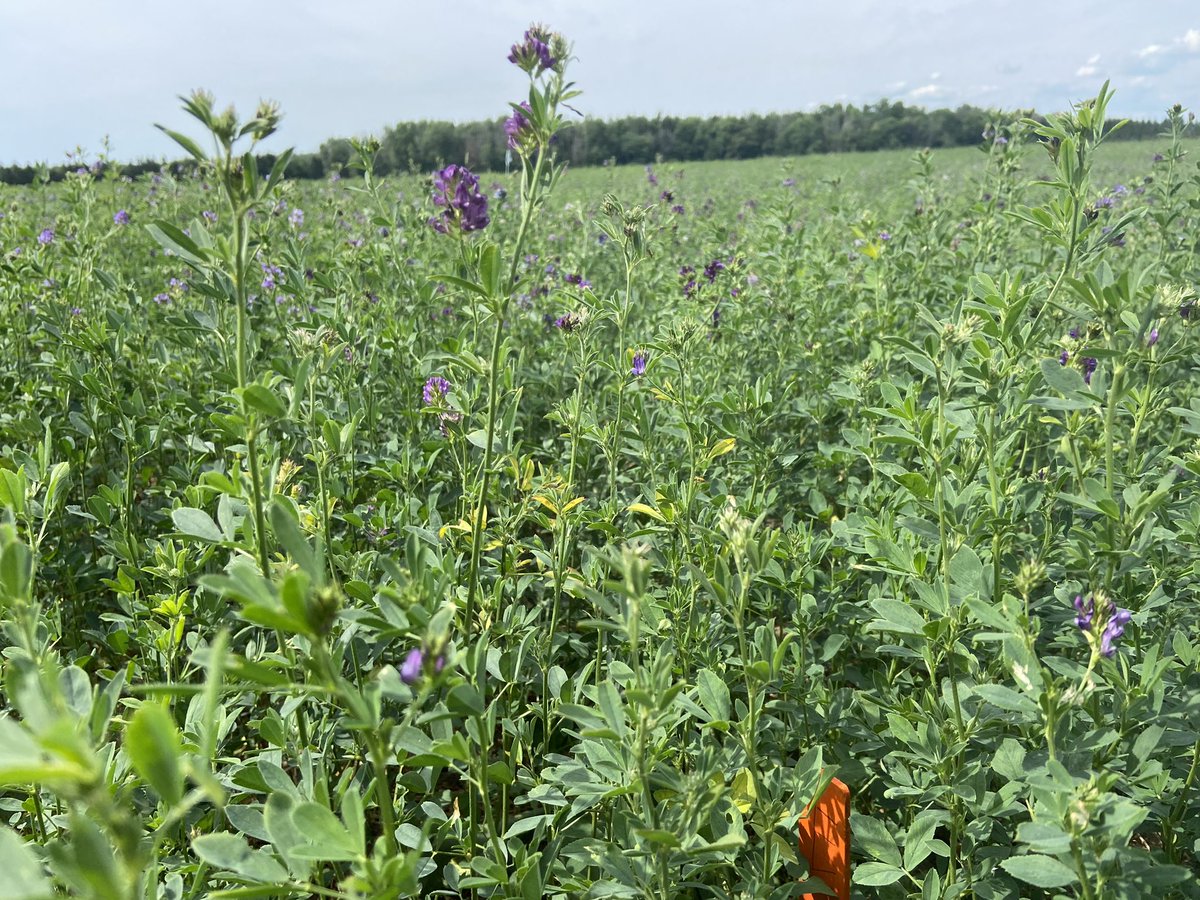 JoannaMWallace's tweet image. If only there was scent to twitter posts - Alfalfa got a little ahead but it smells so good taking off this @syngentacanada #biologicals trial to quantify forage quality improvements 

 #fieldperformance