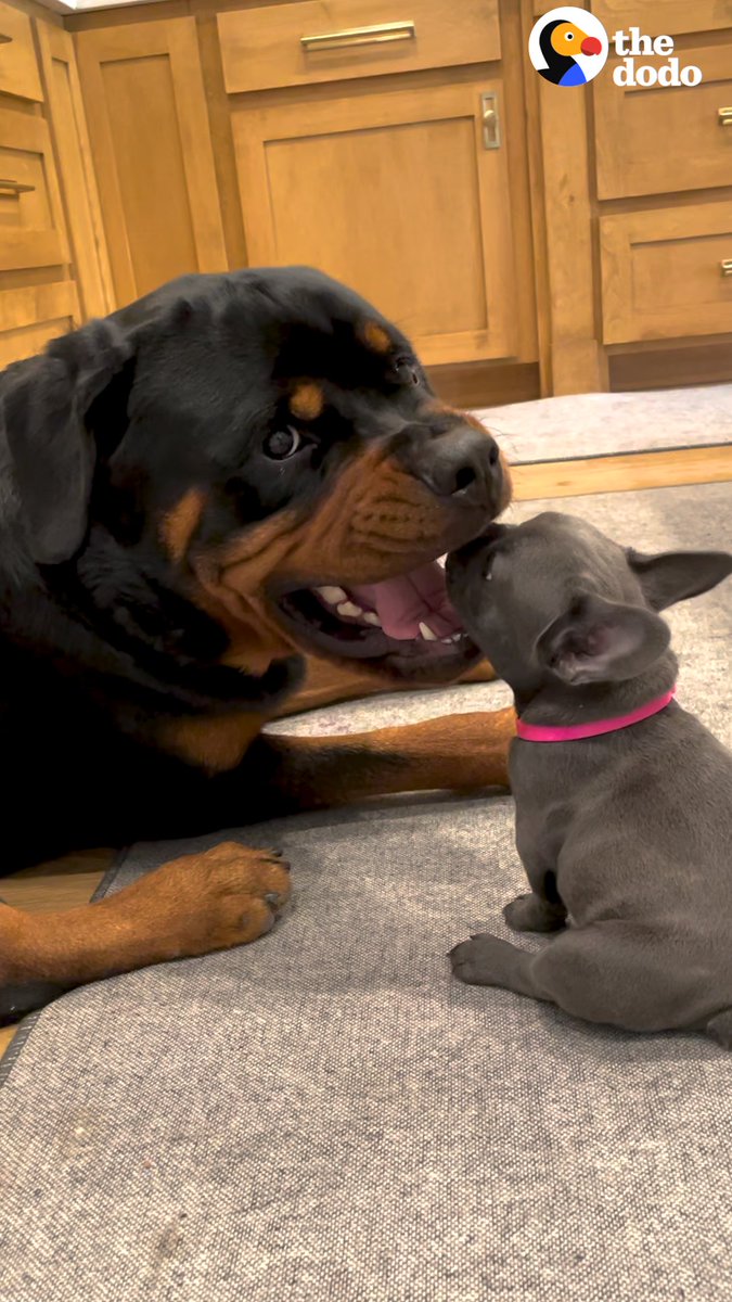 n on Twitter "RT dodo Rottweiler gets a tiny puppy and doesn't know