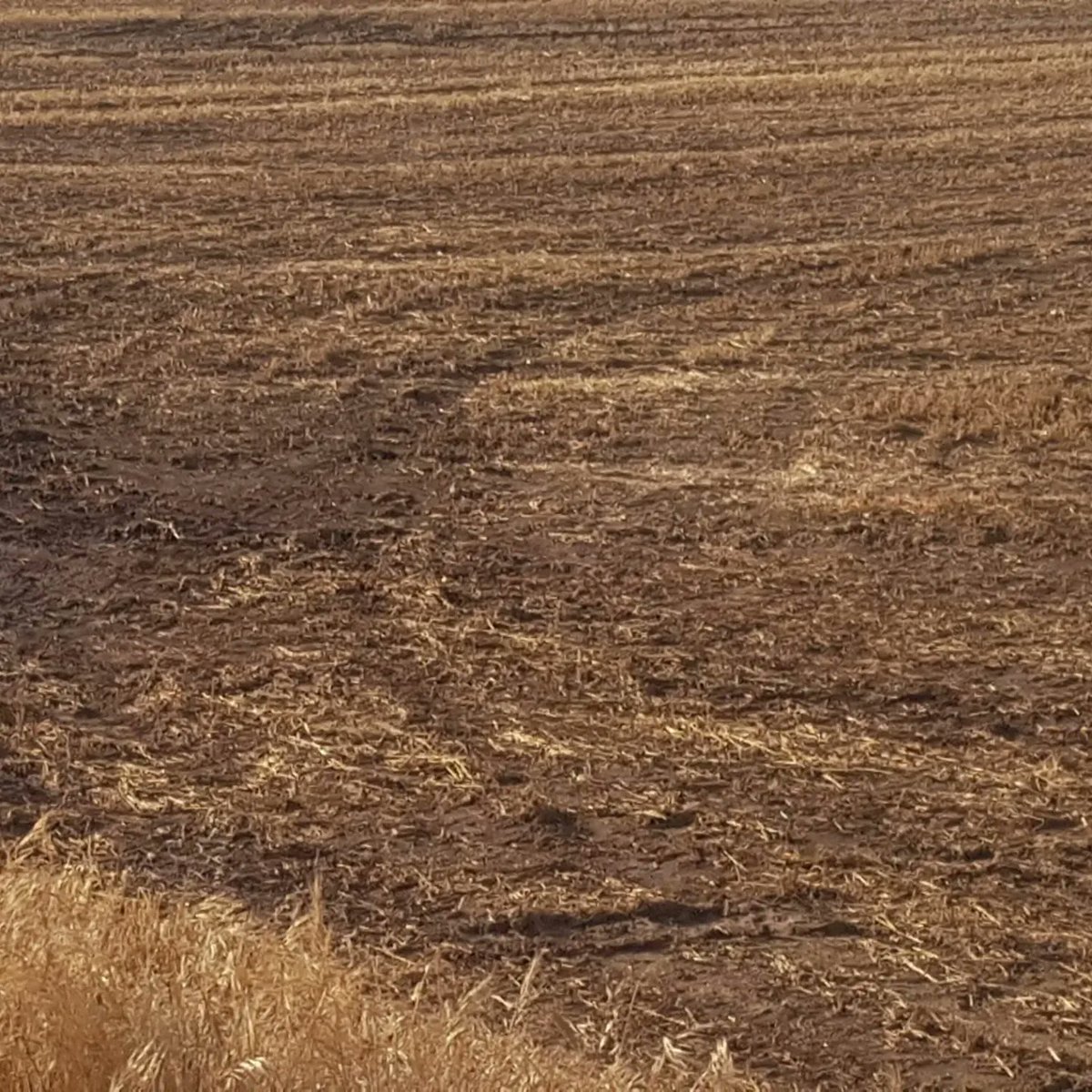 PueblosVivosCU's tweet photo. ‼️Nos llegan 📷 de la gestión descontrolada y las malas prácticas de algunos desalmados a la hora de aplicar los purines en la tierra, incumpliendo la propia ordenanza del municipio. Hablamos de parcelas en Carboneras de Guadazaón en Cuenca.
#NoHayControl
https://t.co/Lf8GjWhQv3 https://t.co/gO6T2W9cHj