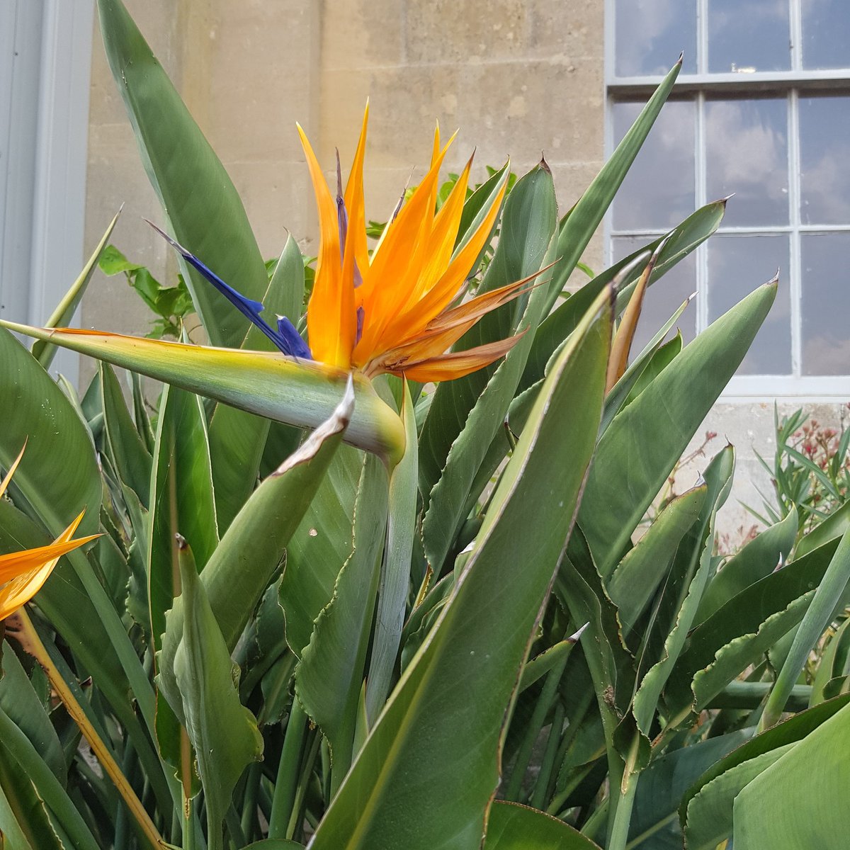 Inspiration for a new painting, these are beautiful, have a great evening! 🧡🌿

#photography #birdofparadise #exoticplants #photofriday #nature
#inspiration #heatwave #artist