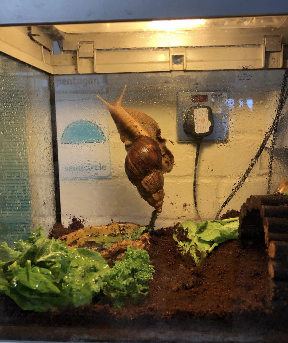 WHSyearr's tweet photo. Snigel is also having a ‘snail of a time’ in his brand new home! 🐌 https://t.co/yiAn4lM0tt