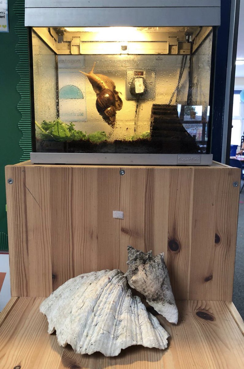 WHSyearr's tweet photo. Snigel is also having a ‘snail of a time’ in his brand new home! 🐌 https://t.co/yiAn4lM0tt