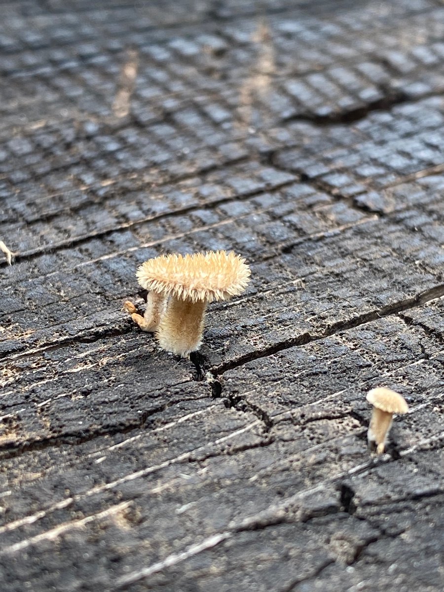 claudiabracho's tweet photo. Hola @Fungi_Cosas, cómo se llama este amiguito peludito? https://t.co/oEJavXN3n4