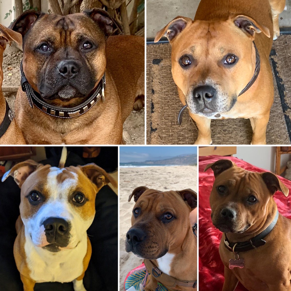 MyStaffords's tweet photo. My EJedPups are 9.5 months old🐾🥰🐾🥰
Top: the ‘rents.
Bottom: the heathens
#staffordshirebullterrier #housejudael #linebreeding #truepreservation https://t.co/q6Gr20wXBW