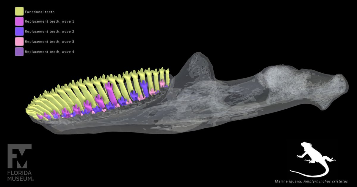 FloridaMuseum's tweet photo. Exploring Museum Collections 🌊 Herpy #Toothday
Look at the interesting teeth of a marine iguana! They almost exclusively eat algae, sometimes diving to forage for it.
Species: Amblyrhynchus cristatus
Specimen: # UF 41558
3D jaw and teeth on @Sketchfab: https://t.co/NDC3EHMUwt https://t.co/mWkcKPIFva