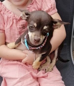 millypod1's tweet photo. 🆘12 JULY 2022 #Lost ELVIS #ScanMe 
Short Brown Haired Chihuahua #PUPPY Male
Endrick Drive Head of Muir #Denny #Stirlingshire  #Scotland #FK6 PLEASE SHARE
SIGHTINGS PLZ☎️07857791315 
https://t.co/ZOAnGQIXXG https://t.co/ZF8wfWYjDj