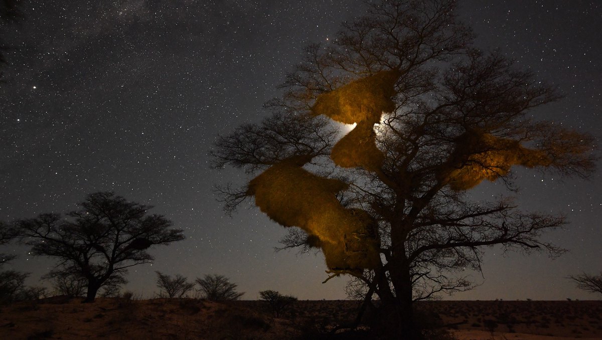 Tswalu's tweet photo. While on assignment for @NatGeo at Tswalu, @TomPeschak took this genius photo of a Sociable weaver nest colony. Read about the inspiration and planning behind this pic and more: https://t.co/gLgyRCLKgo #birdsofsouthafrica #sociableweaver #birding https://t.co/ODc0rGWItm