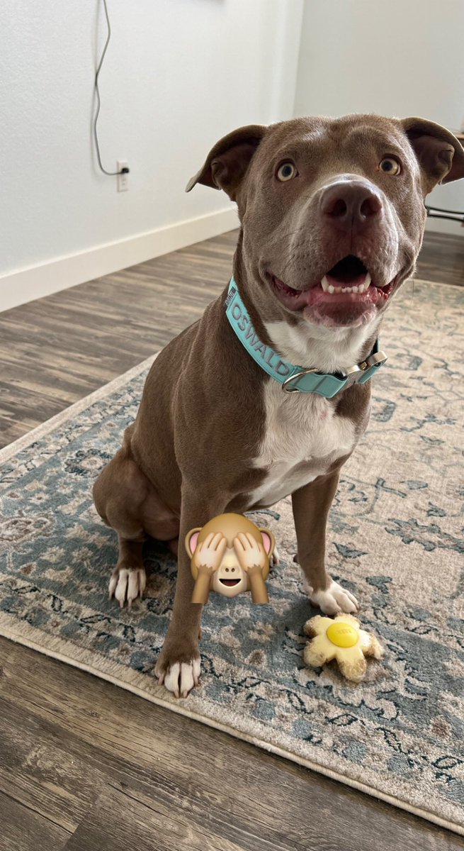 JordanCruz87's tweet photo. Oswald got his @Tactipup collar. Now he looks as good as Huey. #DogsofTwittter #Pitbull #dogs #tactipup https://t.co/b5m2vtWhzK