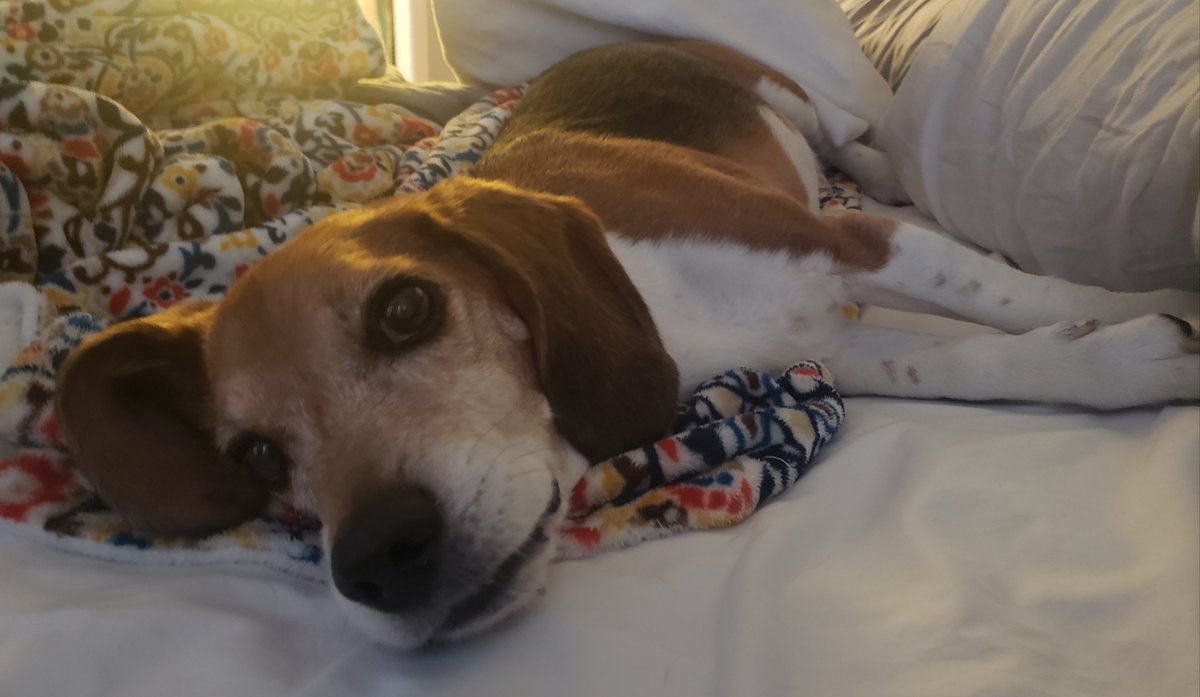 MOBeagleHouse's tweet photo. What do you mean I've taken over *your* bed? This is *my* bed, silly hooman. ๐ - Mr. T
#beagle, #bedthief https://t.co/4TMvYlxFX9