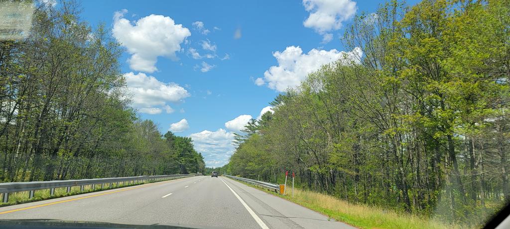 growingwisdom's tweet photo. Lotta caterpillar damage here in NH. #89North. https://t.co/dNlO0M5TPD