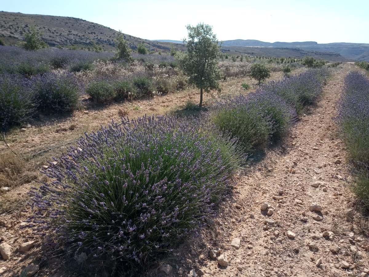 jcamposrivela's tweet photo. Muestreando polinizadores en una plantación mixta de encinas truferas y lavanda en Teruel, dentro del proyecto #Tubersystems que lideran @irtacat y @IAS_CSIC https://t.co/esfz8rP1aK