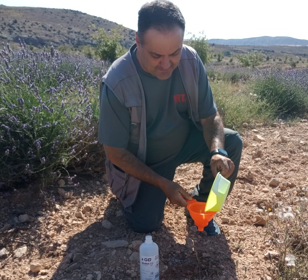jcamposrivela's tweet photo. Muestreando polinizadores en una plantación mixta de encinas truferas y lavanda en Teruel, dentro del proyecto #Tubersystems que lideran @irtacat y @IAS_CSIC https://t.co/esfz8rP1aK
