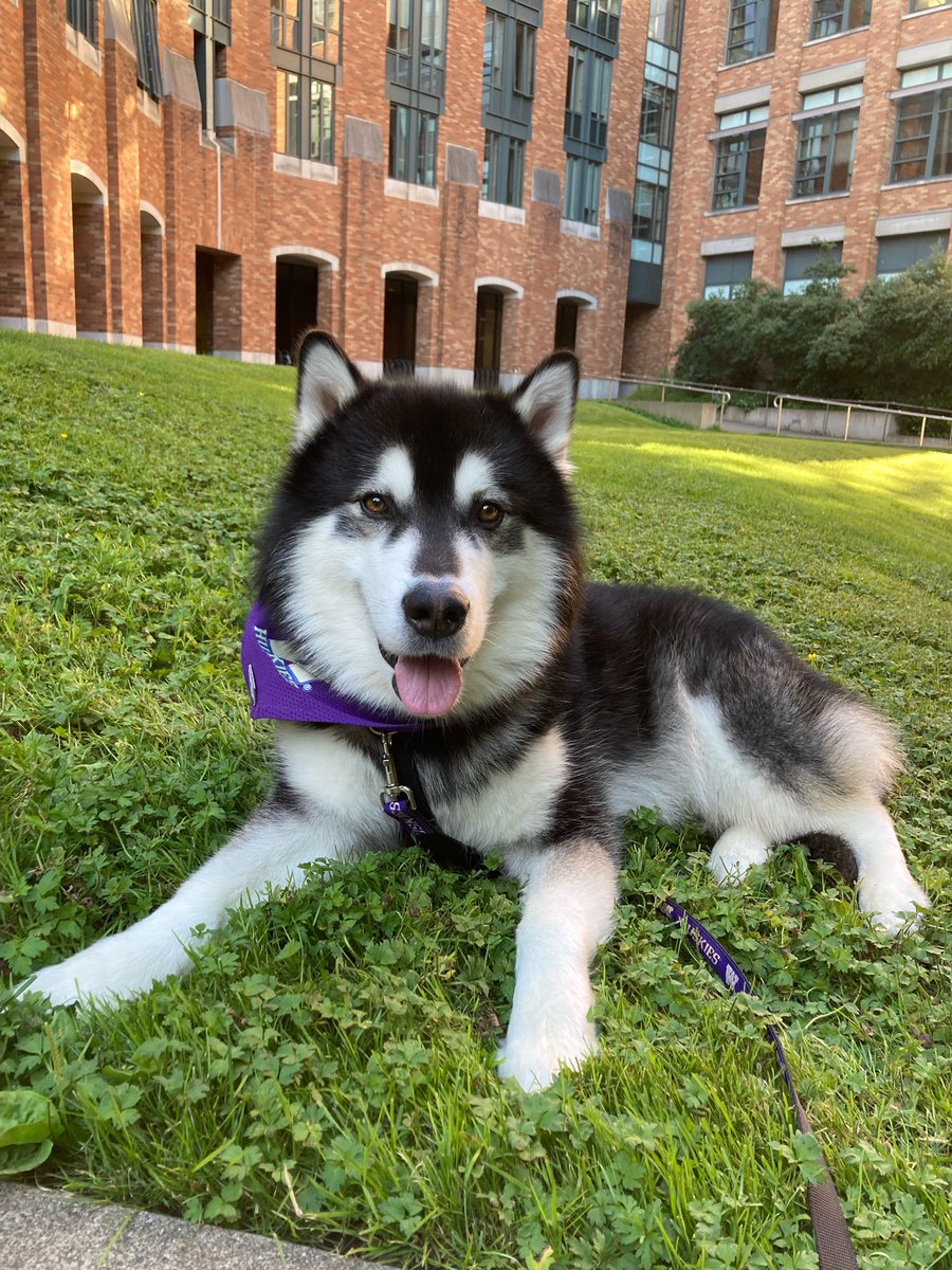 DubsUW's tweet photo. Found a shady spot to lounge in 🐾 https://t.co/Vd8qGR71KQ