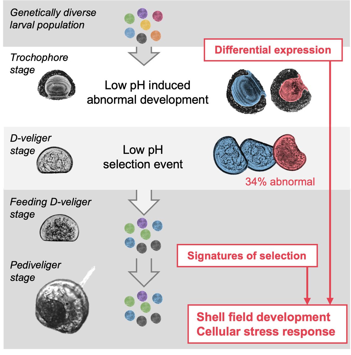 Lydia Kapsenberg, PhD (@lkapsenberg) on Twitter photo Our new paperπ¨ pH-sensitive genes linked to abnormal #mussel larval development are also subject to rapid #adaptation. Further evidence that conserving today's genetic diversity is key tinyurl.com/2s3vvvsu
#oceanacidification @MarkCBitter1 <a href="/AngieMiglio/">Angelica Miglioli</a> @jpGattuso et al Our new paperπ¨ pH-sensitive genes linked to abnormal #mussel larval development are also subject to rapid #adaptation. Further evidence that conserving today's genetic diversity is key tinyurl.com/2s3vvvsu
#oceanacidification @MarkCBitter1 <a href="/AngieMiglio/">Angelica Miglioli</a> @jpGattuso et al