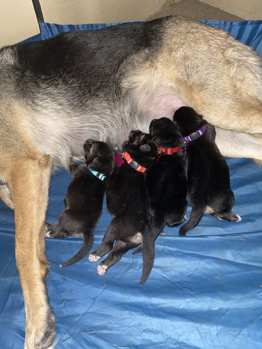 ivananohemi's tweet photo. I been busy with these little suckers! #dogmom https://t.co/83f8kXBTK2