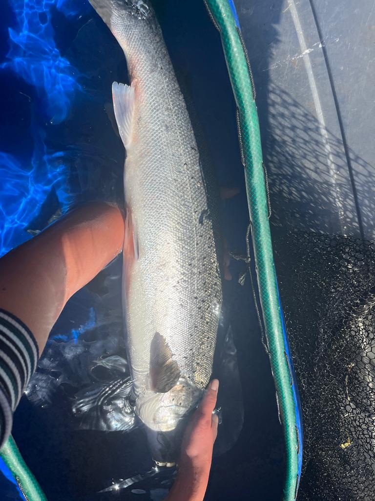 European Tracking Network (@aquatictracking) on Twitter photo Polona <a href="/Zavod_REVIVO/">Institute REVIVO</a> just joined the field team at <a href="/NINAnature/">NINAnature</a> in beautiful Bolstad fjord as part of her ETN-COST Action funded Short-Term Scientific Mission to learn to tag #salmon & #trout w/ <a href="/FisheriesRobert/">Robert Lennox</a> <a href="/NORCEresearch/">NORCE</a> 🐟🐟 Consider applying here: europeantrackingnetwork.org/en/cost-funding Polona <a href="/Zavod_REVIVO/">Institute REVIVO</a> just joined the field team at <a href="/NINAnature/">NINAnature</a> in beautiful Bolstad fjord as part of her ETN-COST Action funded Short-Term Scientific Mission to learn to tag #salmon & #trout w/ <a href="/FisheriesRobert/">Robert Lennox</a> <a href="/NORCEresearch/">NORCE</a> 🐟🐟 Consider applying here: europeantrackingnetwork.org/en/cost-funding