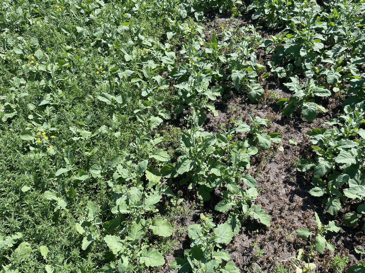 Missed a bad kochia patch spraying liberty glufosinate the first round…..  3L KS 2075 Kugler mixed with liberty <a href="/1/">1</a>.35L <a href="/TopkropInc/">TopKrop Fertilizers</a> #kochia #saskag #weeds