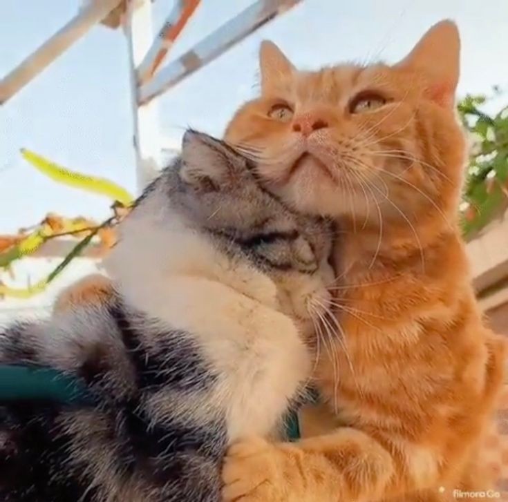 🐈 (@beomkaicats) on Twitter photo 