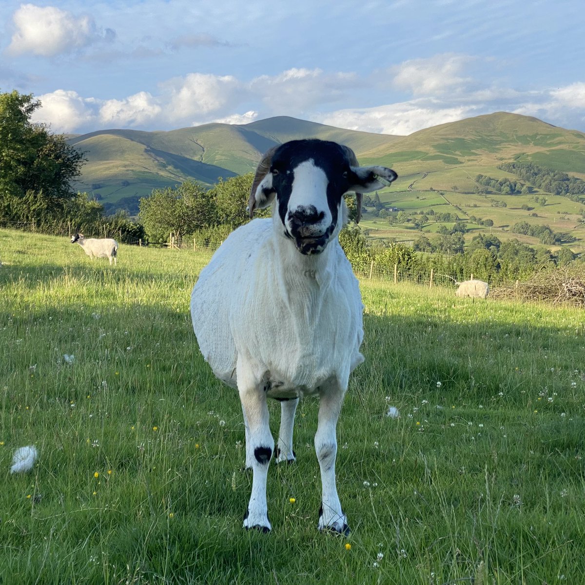 woolismybread's tweet image. Shorn … 🐑🐑🐑🐑🐑🐑✂️
#shepherdess #sheep #woolfarm #wool #nature #YorkshireDales