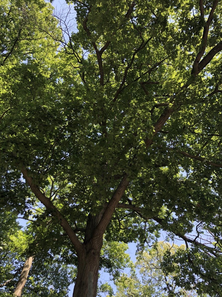 What a beautiful property at Kenollie PS. Thanks to Doug and Milovan for your help in creating an inviting school. ⁦<a href="/FacilitiesPDSB/">Facilities and Maintenance at PDSB</a>⁩ ⁦<a href="/CUPE2544/">Cupe2544</a>⁩