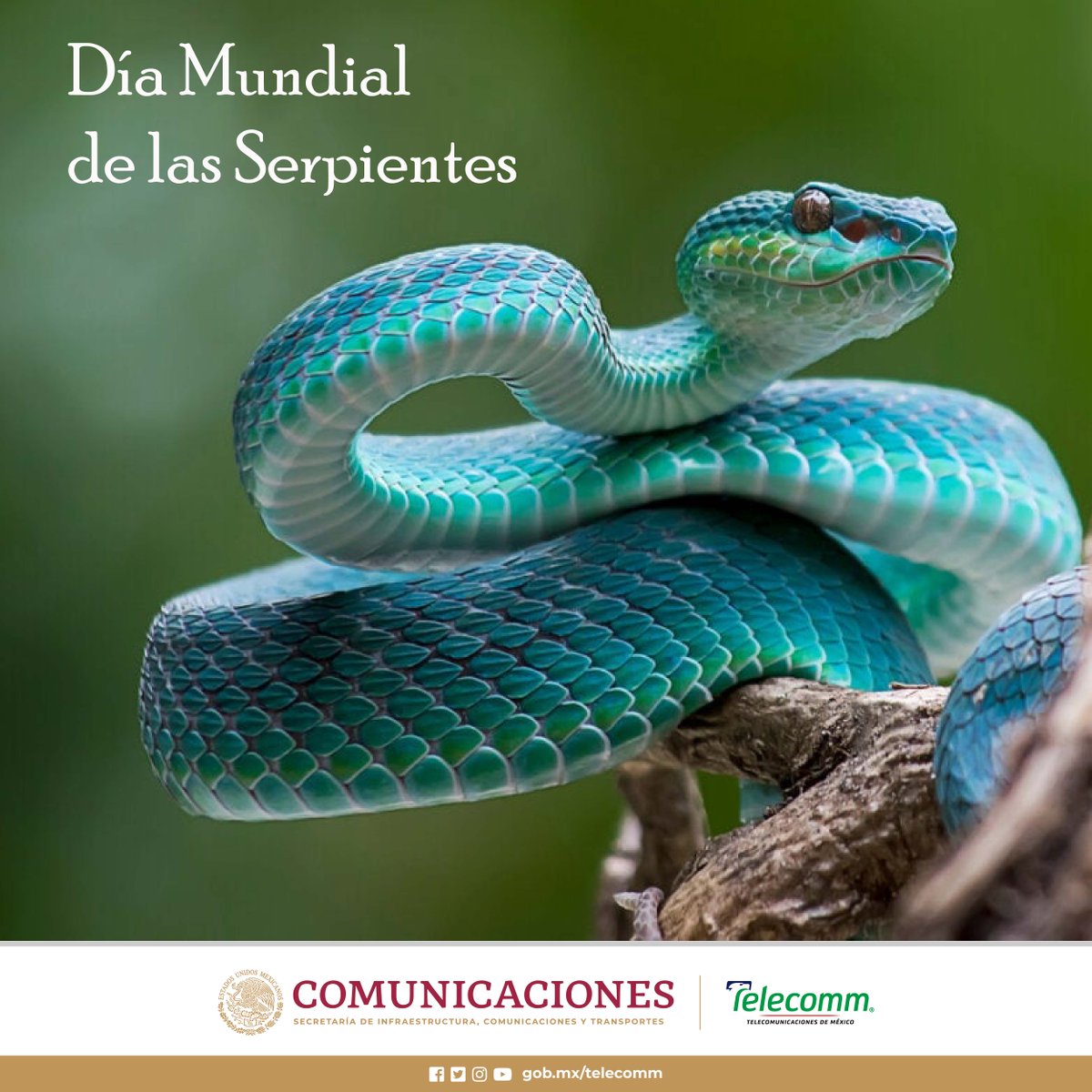 Telecomm on Twitter: "#Efeméride Día Mundial de las Serpientes. México