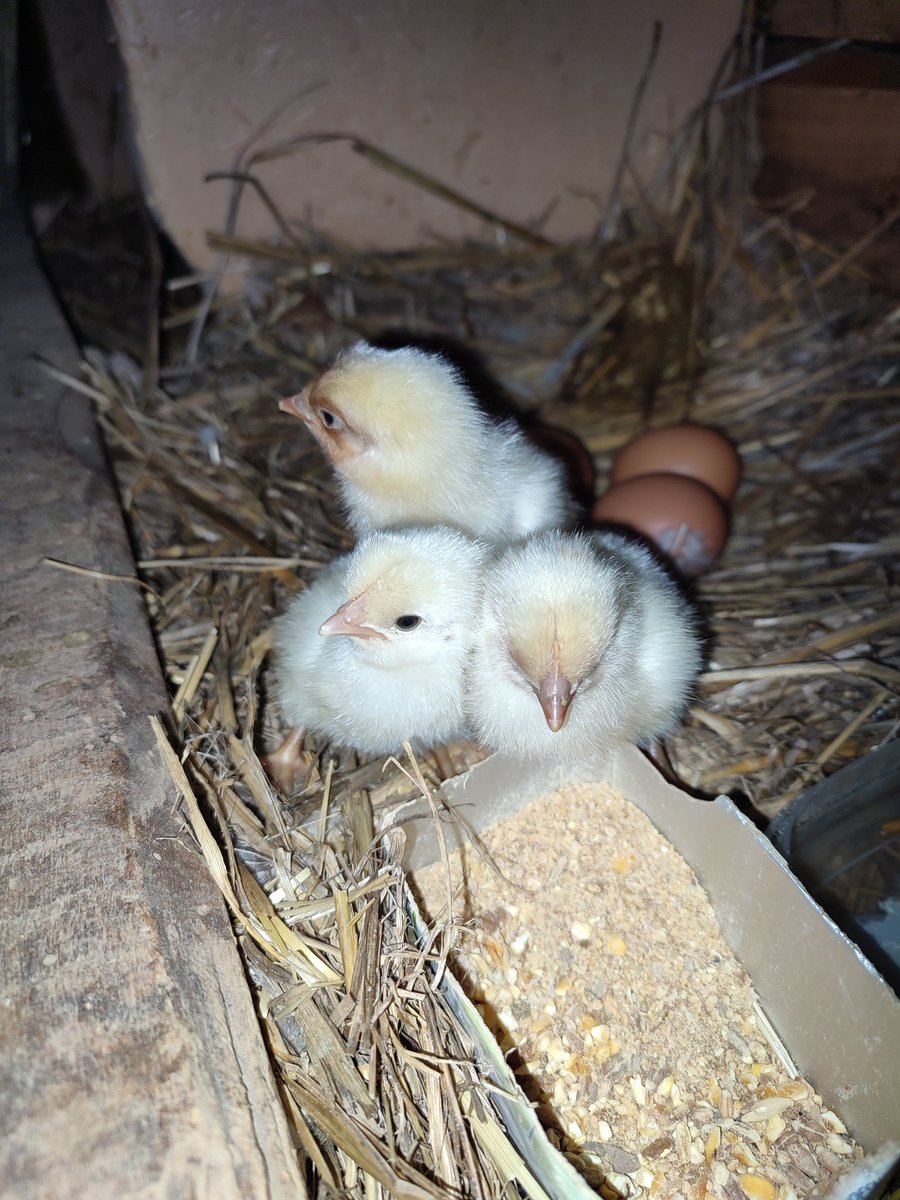 Valde_3's tweet photo. El #28de52 de esta semana me viene al pelo... Mejor dicho a la pluma. Pollos nacidos el miércoles 13 tras sus 21 días de incubación. #AnimalesDeGranja @mongeleon https://t.co/gLpdJoBnRX