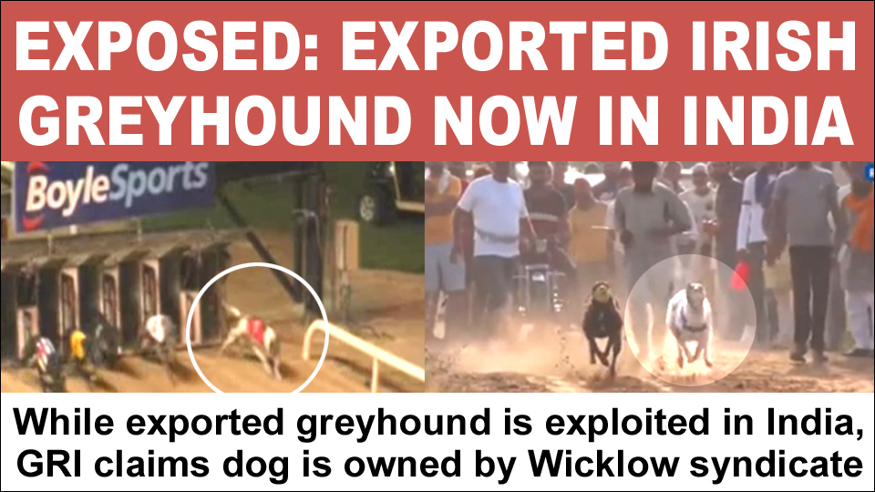 banbloodsports's tweet photo. A dog which Greyhound Racing Ireland claims is owned by a #Wicklow-based syndicate is actually being exploited thousands of miles away in #India, it has emerged https://t.co/IyAudaUh10 #DefundGreyhoundRacing https://t.co/creze29l4l
