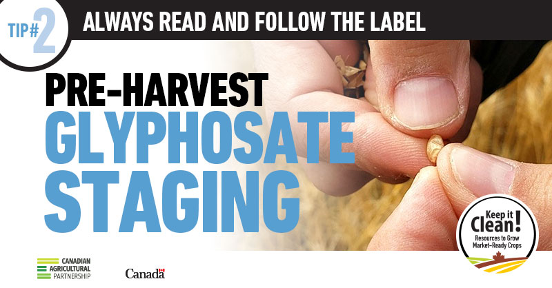 KICCanada's tweet photo. Always wait until grain moisture is less than 30% (hard dough stage) in the least mature areas of the field before applying pre-harvest glyphosate for weed control. 

Visit our website for more tips &amp; tools on using pre-harvest glyphosate. #CdnAgPartnership