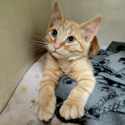 AbbeycatAdopt's tweet photo. ‼️FOSTER HOMES URGENTLY NEEDED‼️
A shelter contacted us, asking if we can bring some cats and kittens into the program. We would love to, but need the homes to do it. Please follow link in bio to apply to foster &amp; for more info!
#TorontoCatRescue #OntarioCatRescue #FosterAppeal https://t.co/5cpGRmf2ya