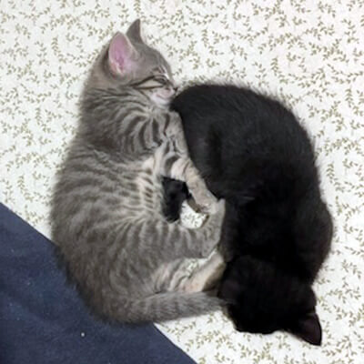 AbbeycatAdopt's tweet photo. ‼️FOSTER HOMES URGENTLY NEEDED‼️
A shelter contacted us, asking if we can bring some cats and kittens into the program. We would love to, but need the homes to do it. Please follow link in bio to apply to foster &amp; for more info!
#TorontoCatRescue #OntarioCatRescue #FosterAppeal https://t.co/5cpGRmf2ya